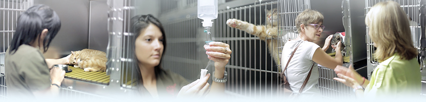 Hospitalisation vétérinaire - soins - perfusions - transfusion.